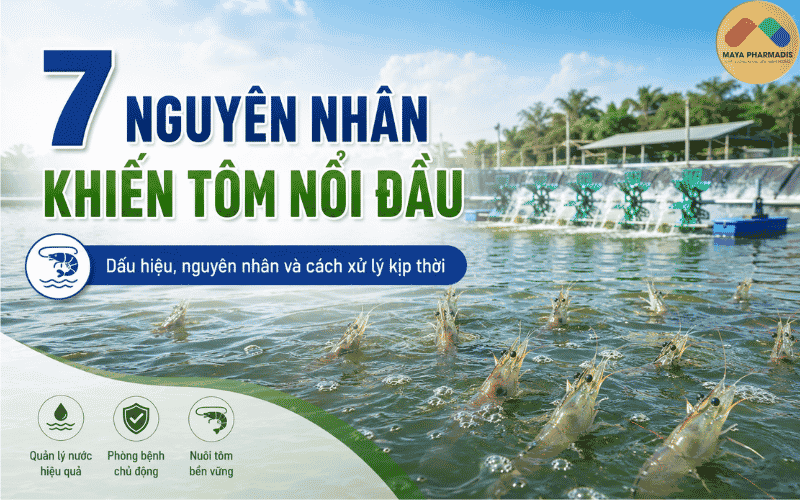 7 NGUYÊN NHÂN KHIẾN TÔM NỔI ĐẦU VÀ CÁCH XỬ LÝ KỊP THỜI TRONG AO NUÔI