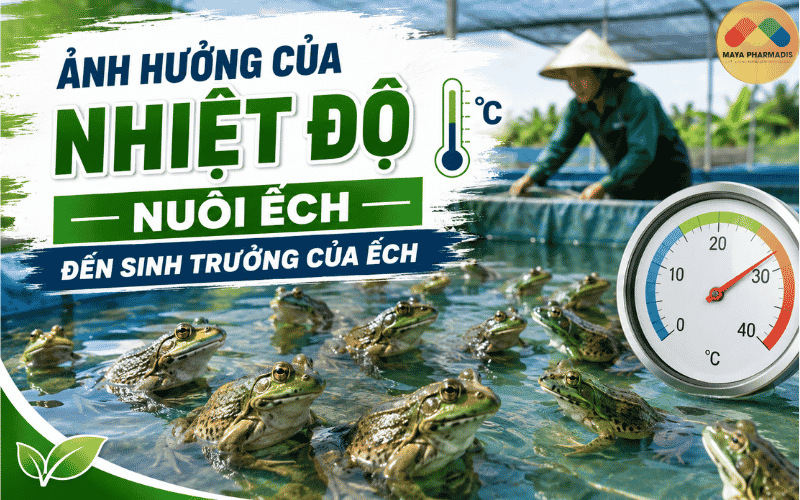 NHIỆT ĐỘ NUÔI ẾCH ẢNH HƯỞNG THẾ NÀO ĐẾN SINH TRƯỞNG CỦA ẾCH?