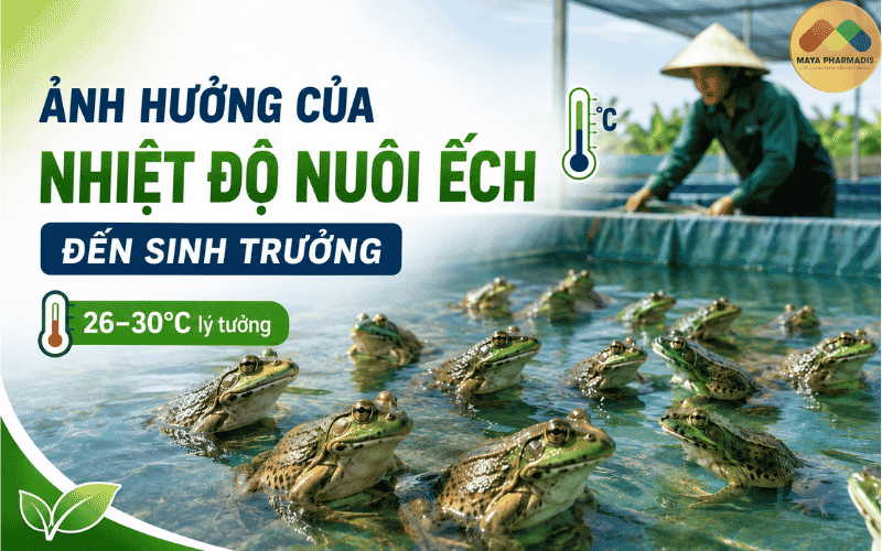 Ảnh hưởng của nhiệt độ nuôi ếch đến sinh trưởng của ếch