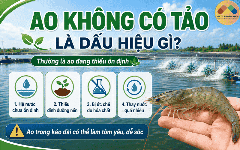 Ao không có tảo thường là dấu hiệu gì?