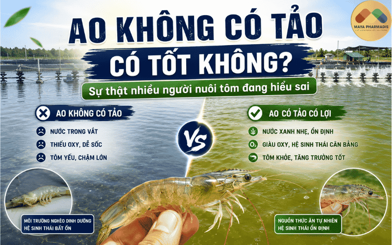 AO KHÔNG CÓ TẢO CÓ TỐT KHÔNG? SỰ THẬT NGƯỜI NUÔI TÔM CẦN BIẾT