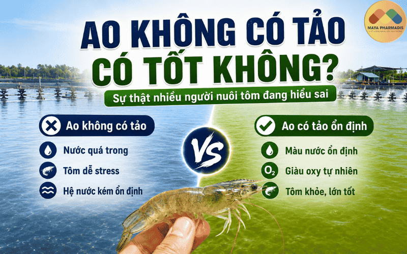 Ao không có tảo có tốt không? Sự thật nhiều người nuôi tôm đang hiểu sai
