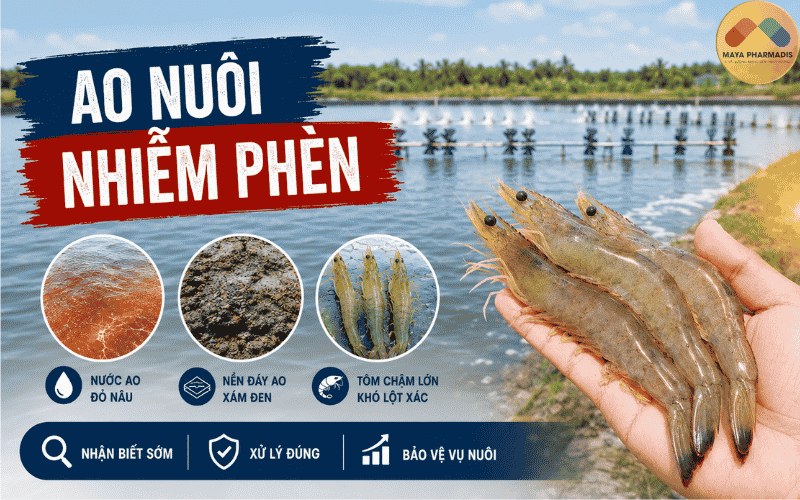 Ao nuôi nhiễm phèn: Nhận biết sớm, xử lý đúng để tránh thiệt hại cho tôm