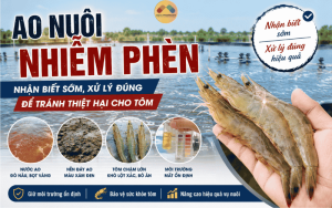 AO NUÔI NHIỄM PHÈN: DẤU HIỆU NHẬN BIẾT, TÁC HẠI VÀ CÁCH XỬ LÝ HIỆU QUẢ GIÚP BẢO VỆ TÔM