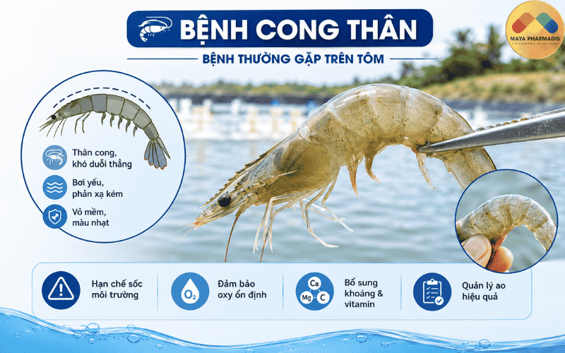 Bệnh cong thân