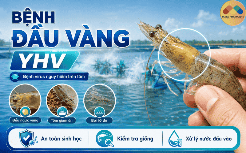 Bệnh đầu vàng YHV