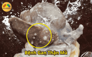 Bệnh Gan Thận Mủ Trên Ếch