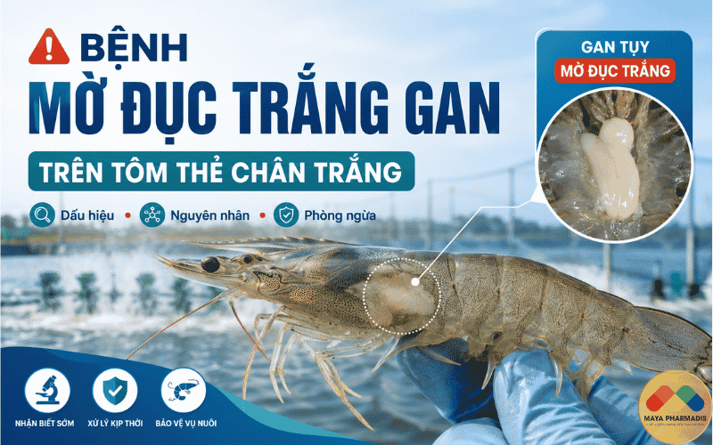Bệnh mờ đục trắng gan trên tôm thẻ chân trắng là gì?