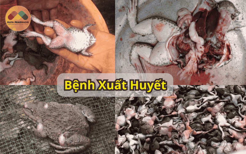 BỆNH XUẤT HUYẾT - LỞ LOÉT Ở ẾCH