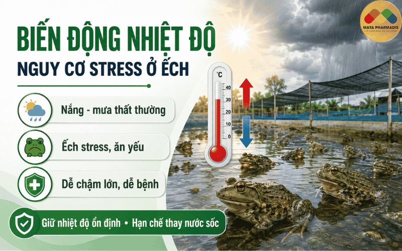 Biến động nhiệt độ và nguy cơ stress