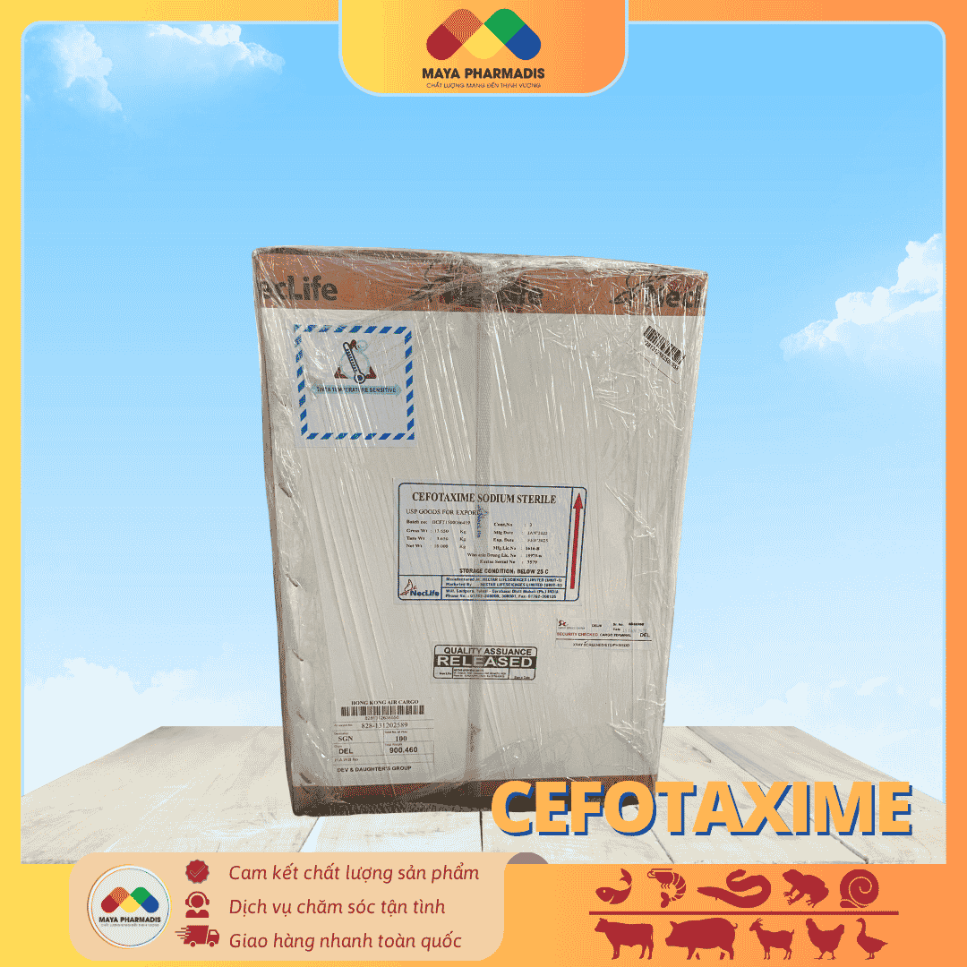 CEFOTAXIME