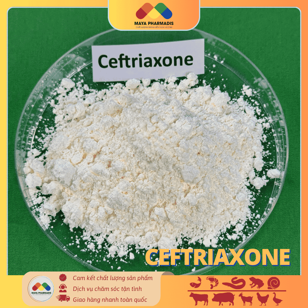 CEFTRIAXONE - GIẢI PHÁP KHÁNG SINH THAY THẾ LỜN CEFO - Ảnh 2