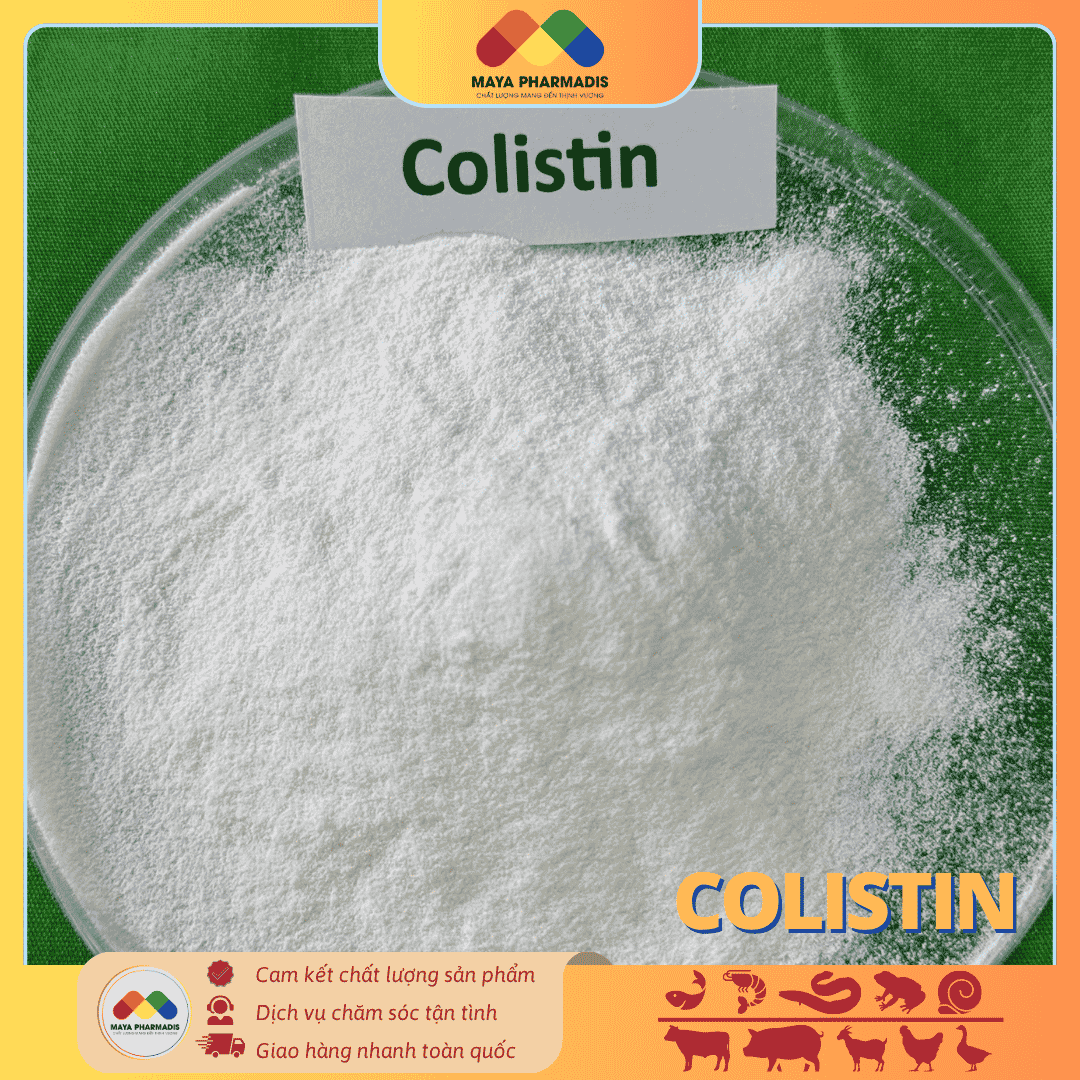 COLISTIN - KHÁNG SINH GRAM ÂM CỰC MẠNH - Ảnh 2