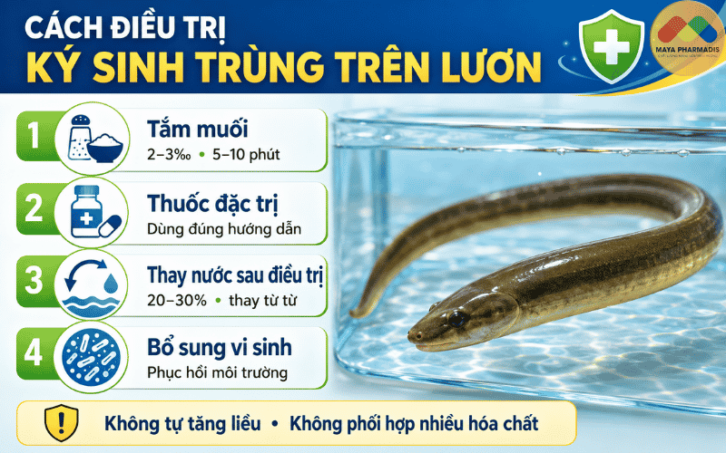 Cách điều trị ký sinh trùng trên lươn