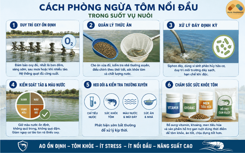 Cách phòng ngừa tôm nổi đầu trong suốt vụ nuôi