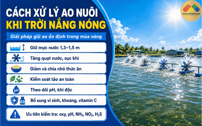 Cách Xử Lý Ao Nuôi Khi Trời Nắng Nóng Hiệu Quả