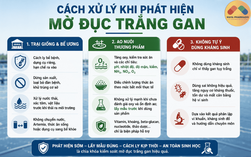 Cách xử lý khi phát hiện mờ đục trắng gan