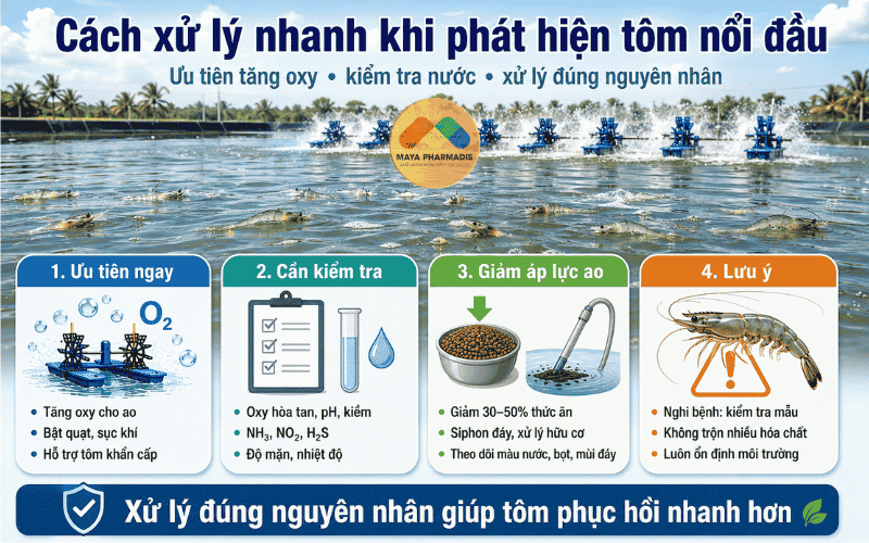 Cách xử lý nhanh khi phát hiện tôm nổi đầu