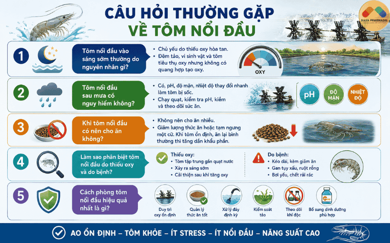 Câu hỏi thường gặp về tôm nổi đầu