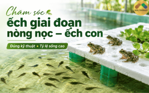CHĂM SÓC NÒNG NỌC – ẾCH CON ĐÚNG KỸ THUẬT, TỶ LỆ SỐNG CAO