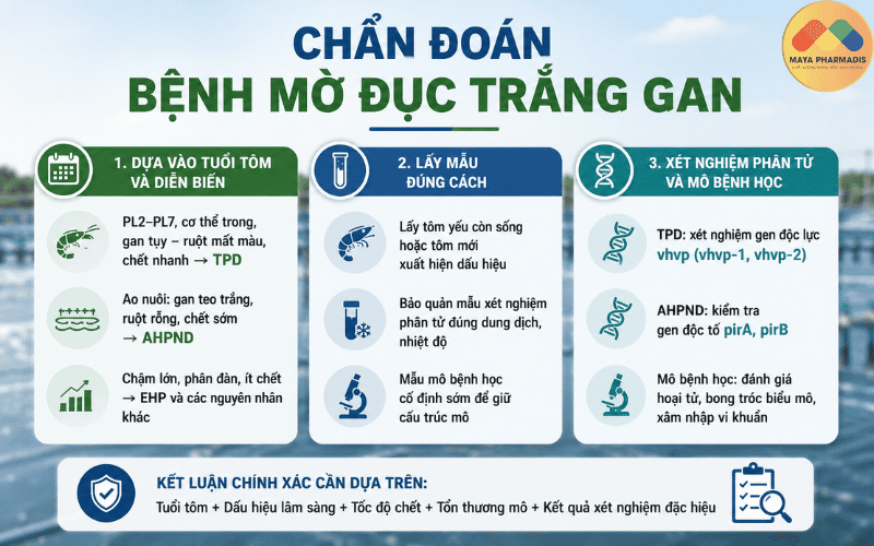 Chẩn đoán bệnh mờ đục trắng gan