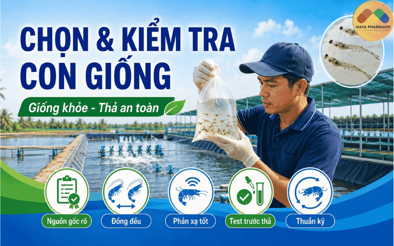 Biết cách chọn và kiểm tra con giống trước khi thả
