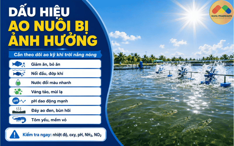 Dấu Hiệu Ao Nuôi Bị Ảnh Hưởng