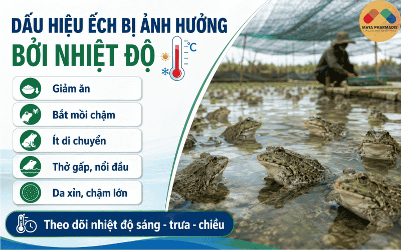 Dấu hiệu ếch bị ảnh hưởng bởi nhiệt độ