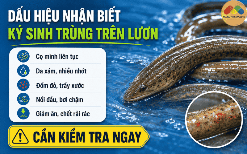 Dấu hiệu nhận biết ký sinh trùng trên lươn