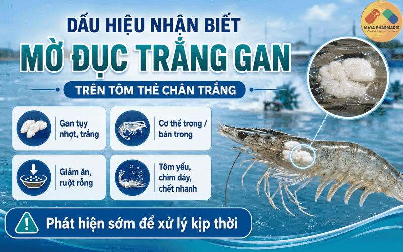 Dấu hiệu nhận biết bệnh mờ đục trắng gan