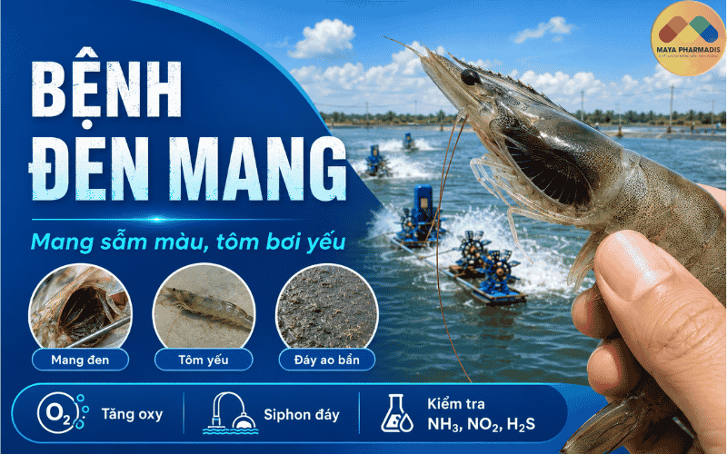 Bệnh đen mang