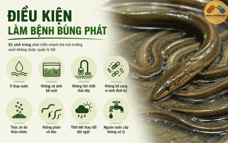 Điều kiện làm bệnh bùng phát