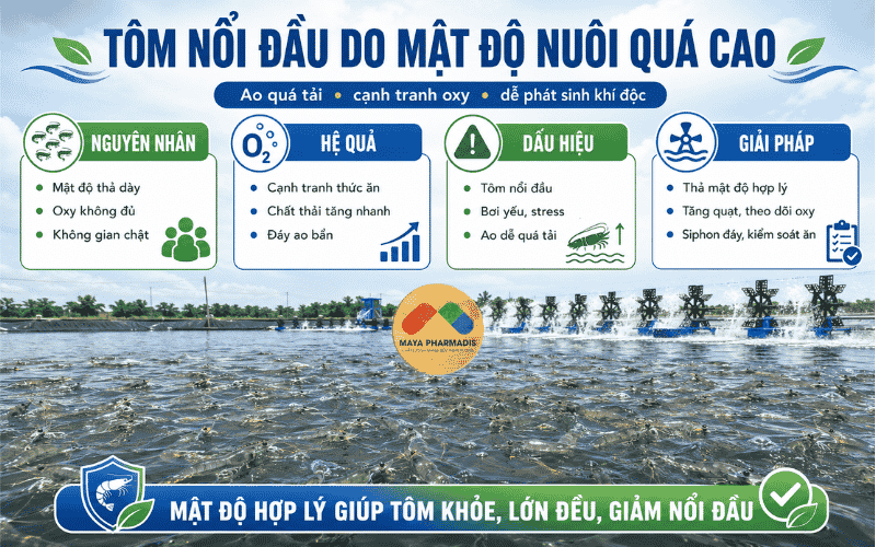 Tôm nổi đầu do mật độ nuôi quá cao