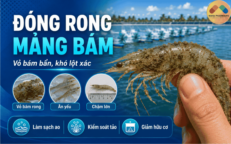 Bệnh đóng rong, mảng bám
