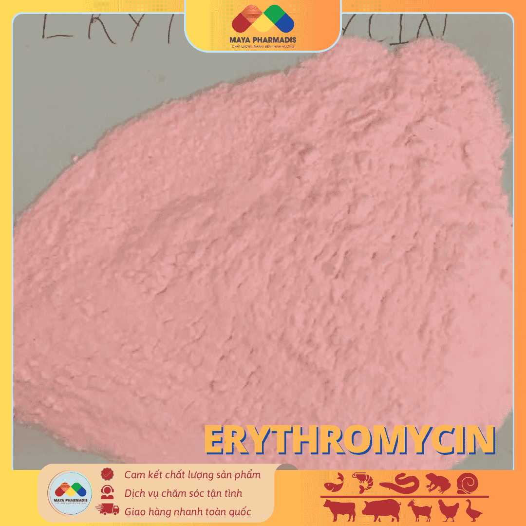ERYTHROMYCIN – KHÁNG SINH KIỀM KHUẨN PHỔ RỘNG - Ảnh 2