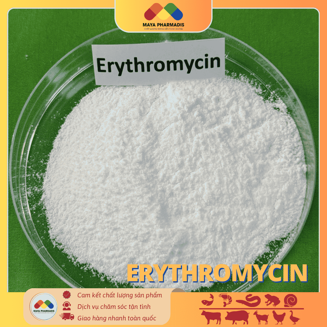 ERYTHROMYCIN – KHÁNG SINH KIỀM KHUẨN PHỔ RỘNG - Ảnh 3