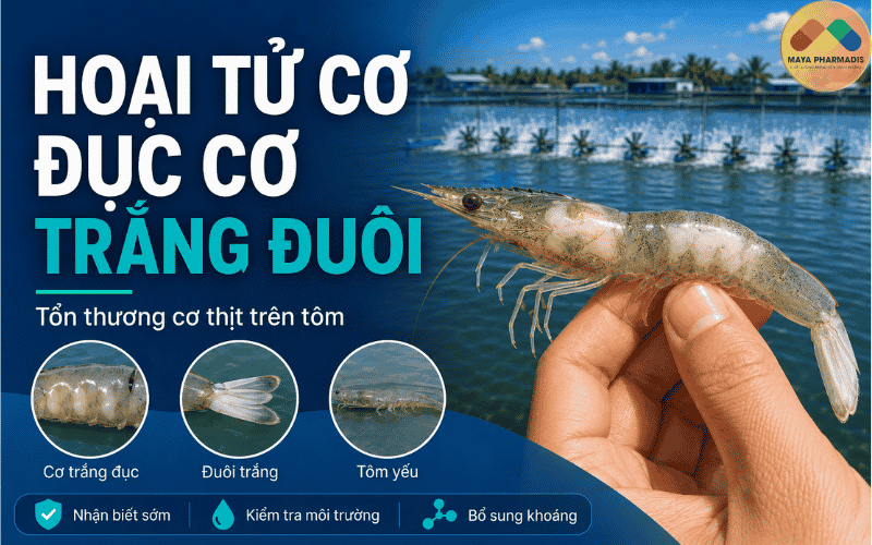 Hoại tử cơ, đục cơ, trắng đuôi
