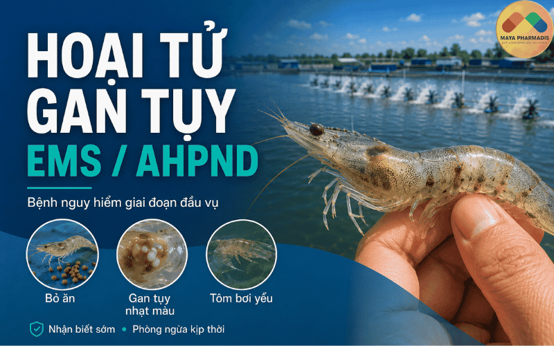 Hoại tử gan tụy cấp tính EMS/AHPND