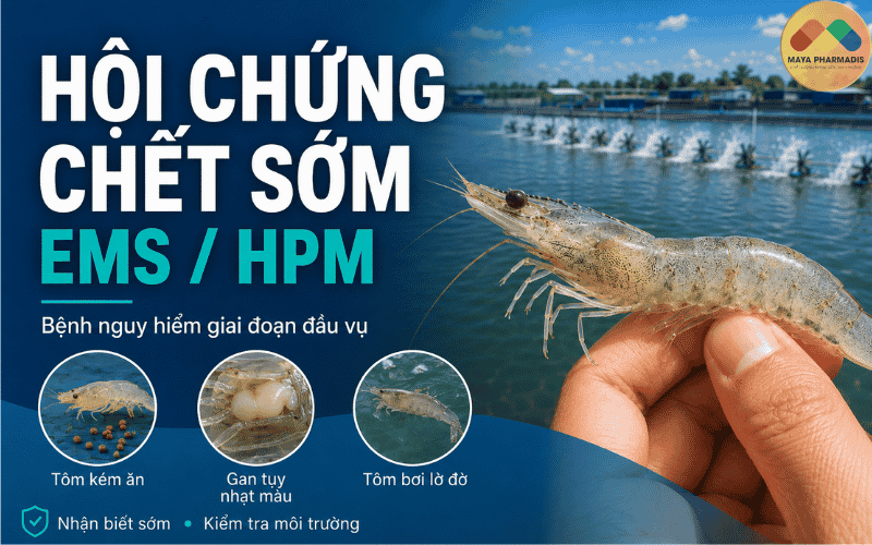 Hội chứng chết sớm EMS/HPM