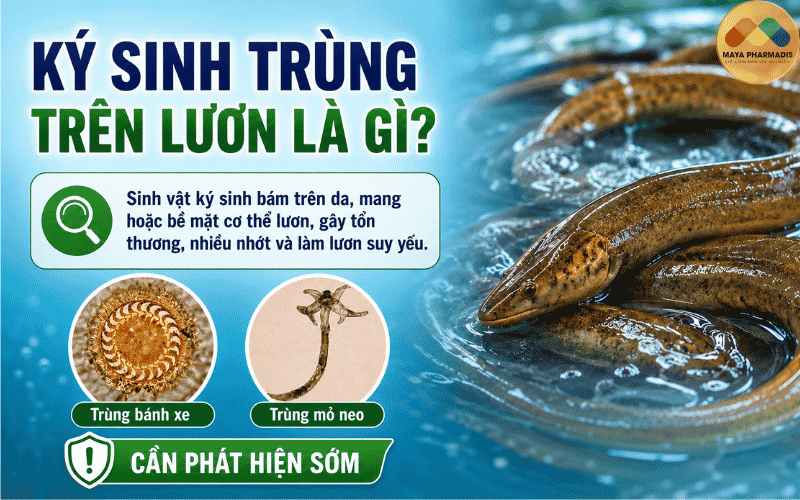 Ký sinh trùng trên lươn là gì?