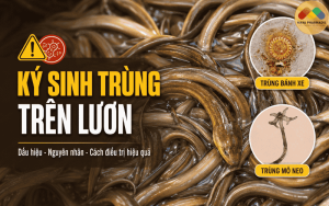 KÝ SINH TRÙNG TRÊN LƯƠN: DẤU HIỆU, NGUYÊN NHÂN VÀ CÁCH ĐIỀU TRỊ HIỆU QUẢ