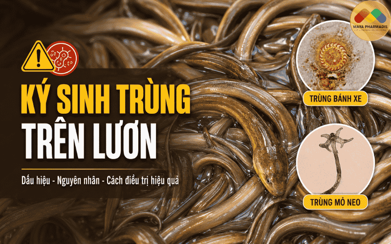 KÝ SINH TRÙNG TRÊN LƯƠN: DẤU HIỆU, NGUYÊN NHÂN VÀ CÁCH ĐIỀU TRỊ HIỆU QUẢ