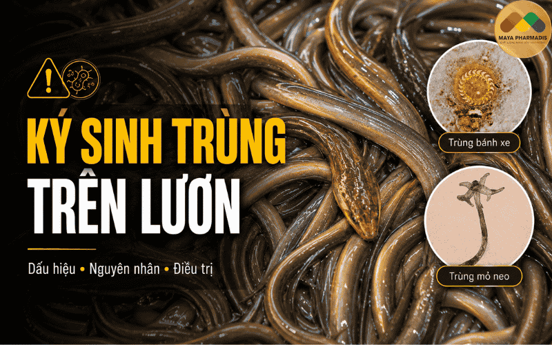 Ký sinh trùng trên lươn: Dấu hiệu, nguyên nhân và cách điều trị hiệu quả