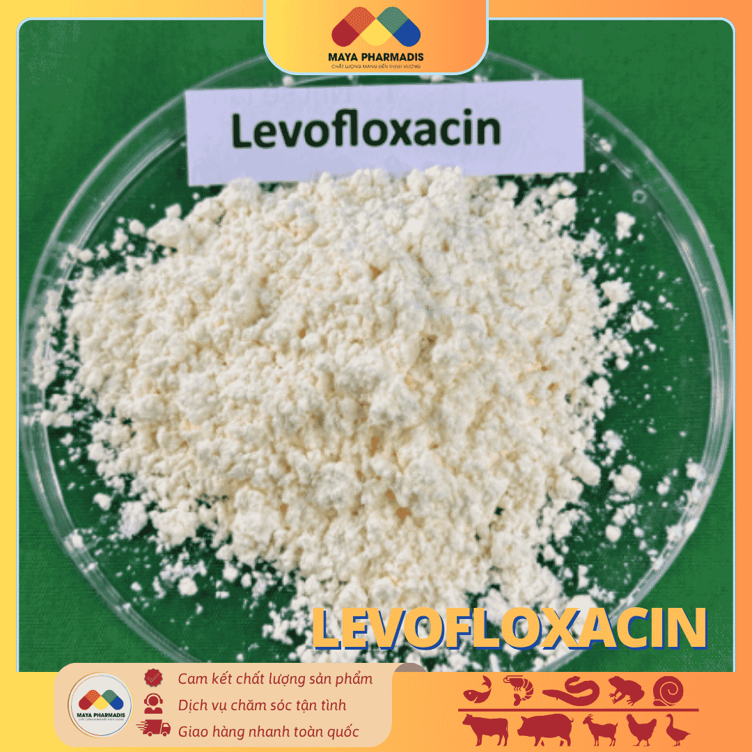 LEVOFLOXACIN - KHÁNG SINH NHÓM QUINOLONE THẾ HỆ MỚI - Ảnh 2