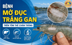 MỜ ĐỤC TRẮNG GAN TRÊN TÔM THẺ: DẤU HIỆU VÀ CÁCH XỬ LÝ
