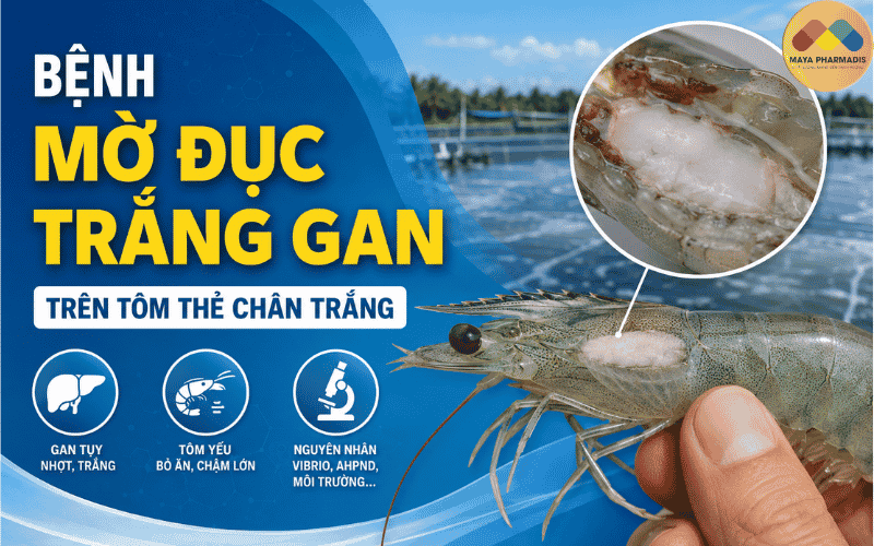 MỜ ĐỤC TRẮNG GAN TRÊN TÔM THẺ: DẤU HIỆU VÀ CÁCH XỬ LÝ