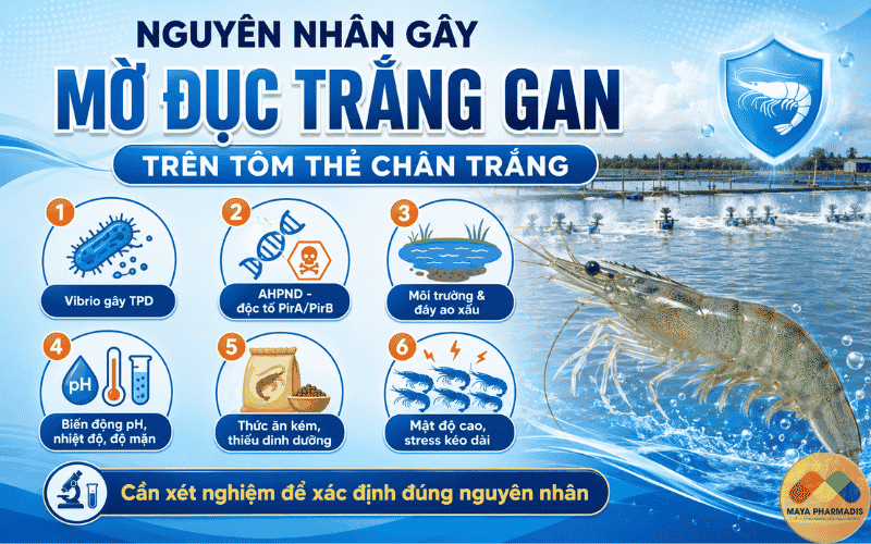 Nguyên nhân gây mờ đục trắng gan