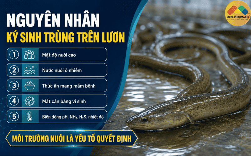 Nguyên nhân gây ký sinh trùng trên lươn