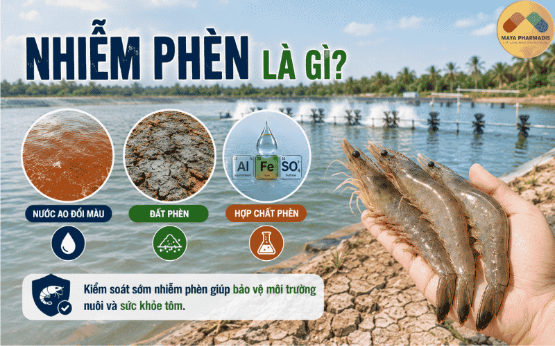 Nhiễm phèn là gì?