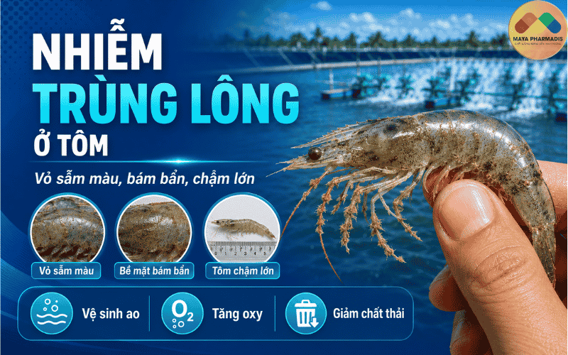 Nhiễm trùng lông ở tôm